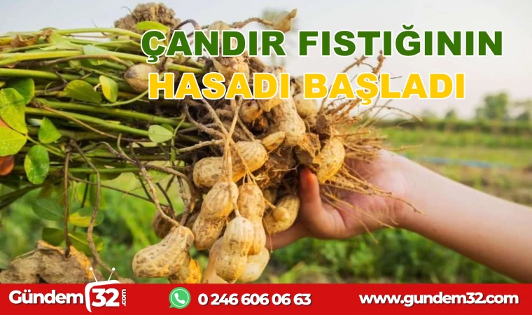 ÇANDIR YER FISTIĞININ HASADI BAŞLADI