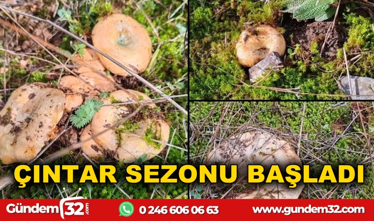 ÇINTAR SEZONU BAŞLADI