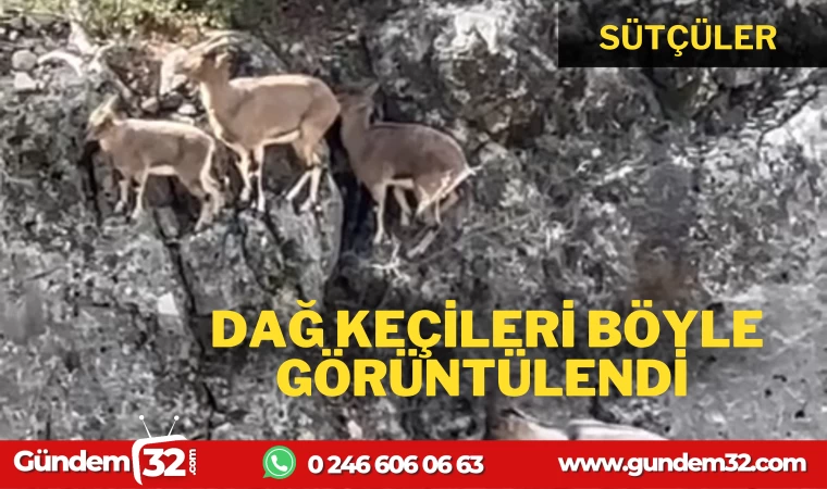 DAĞ KEÇİLERİ SÜTÇÜLER'DE GÖRÜLDÜ