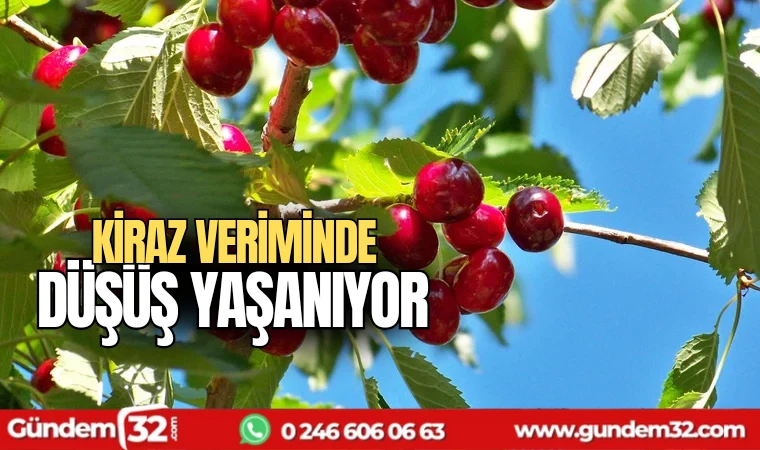 Kiraz veriminde düşüş yaşanıyor