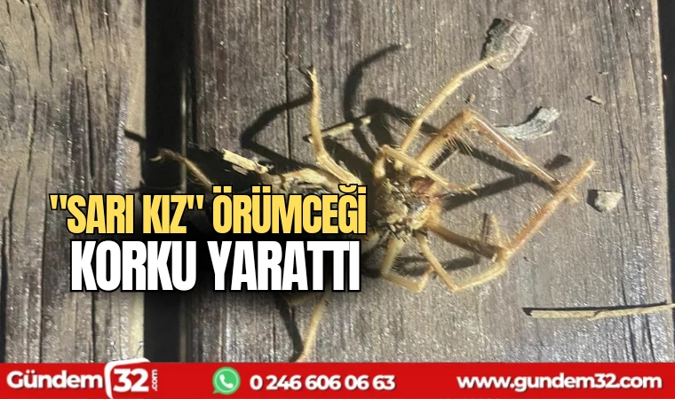 "Sarı kız"örümceği korku yarattı