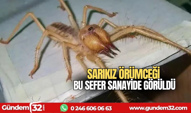 Sarıkız örümceği bu sefer sanayide görüldü