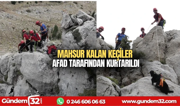 Mahsur Kalan Keçiler AFAD tarafından kurtarıldı