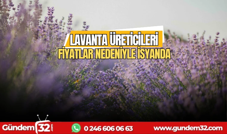 Lavanta üreticileri fiyatlar nedeniyle isyanda