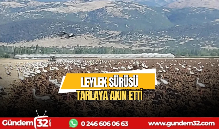 Leylek sürüsü tarlaya akın etti