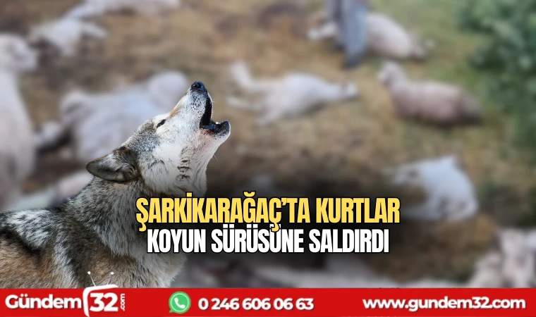 Şarkikaraağaç'ta kurtlar koyun sürüsüne saldırdı