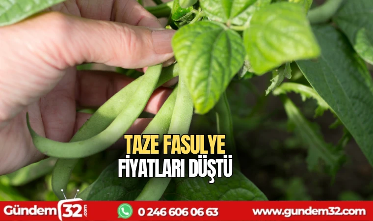 Taze fasulye fiyatları düştü