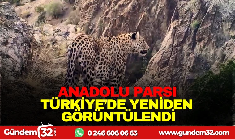 ANADOLU PARSI TÜRKİYE'DE YENİDEN GÖRÜNTÜLENDİ