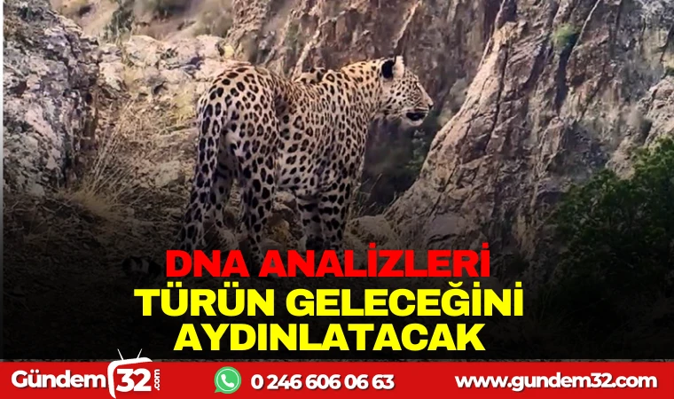 DNA ANALİZLERİ TÜRÜN GELECEĞİNİ AYDINLATACAK