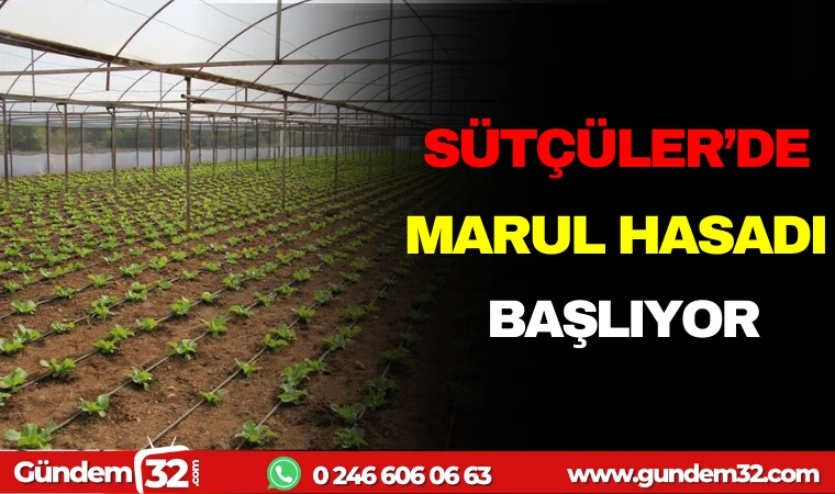 SÜTÇÜLER'DE MARUL HASADI BAŞLIYOR