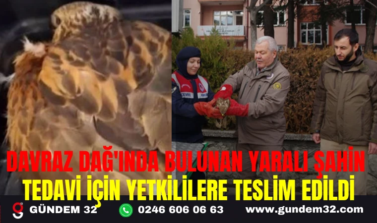 DAVRAZ DAĞ'INDA BULUNAN YARALI ŞAHİN TEDAVİ İÇİN YETKİLİLERE TESLİM EDİLDİ