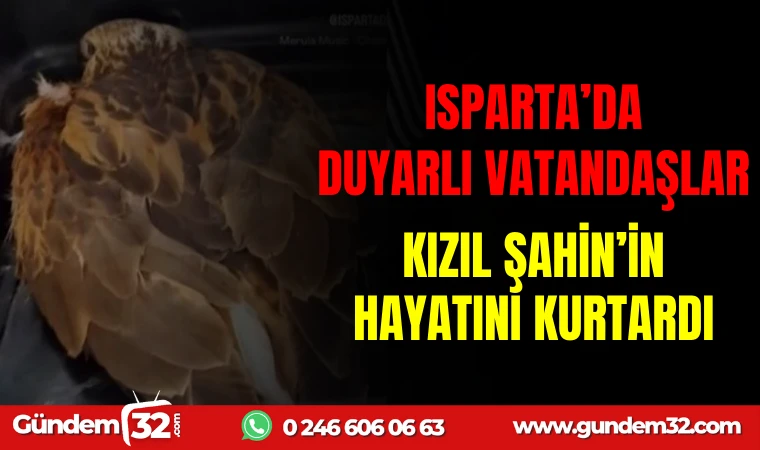 ISPARTA'DA DUYARLI VATANDAŞLAR KIZIL ŞAHİNİN HAYATINI KURTARDI