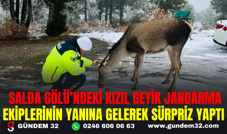 SALDA GÖLÜ’NDEKİ KIZIL GEYİK JANDARMA EKİPLERİNİN YANINA GELEREK SÜRPRİZ YAPTI