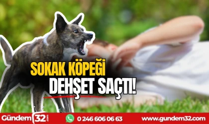 Sokak köpeği dehşet saçtı