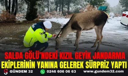 SALDA GÖLÜ’NDEKİ KIZIL GEYİK JANDARMA EKİPLERİNİN YANINA GELEREK SÜRPRİZ YAPTI